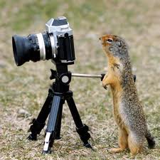 Squirrel holding camera